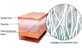What does collagen do in the skin