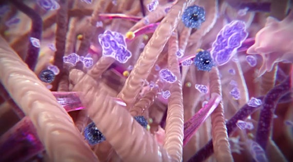 Collagen in the skin